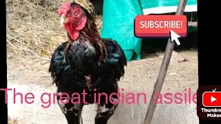 విడికాళ్ళ కోళ్లు డింకి కోళ్లు Tikar line, రేజాజాతి, పార్లటికర్ జాతి కోళ్లు 