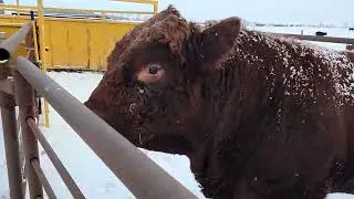 Крупный шаг для двух продавцов-быков.