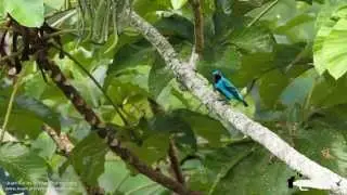 Turquoise Cotinga (Cotinga ridwayi) in Costa Rica