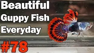 Guppy Channel - Beautiful Guppy Fish Everyday 78