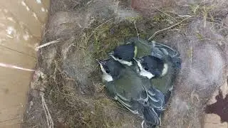 Great Tit Nest Box UPDATE !
