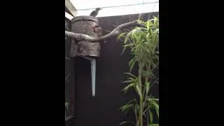 Brown hooded kingfishers