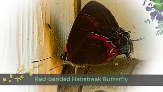 Butterfly | Red-banded Hairstreak 🦋 #shorts #cute #butterfly #bytesizeambs #cutecritters