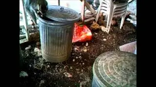 Barn Camera Easy Going Daytime Heist