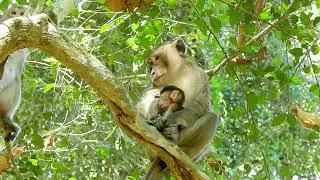 Alba Monkey! King Aron Take Baby Ariana From Mother Anna