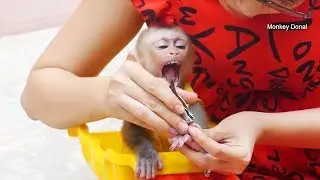 Cute Baby Monkey Donal Worry When Mom Clean Nail
