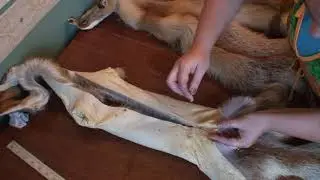 Большой секрет по лисьим шкуркам.Все своими руками. Это очень просто.