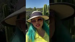 San Pedro #cacti #reels #garden #field #plants