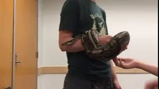WVOLC Ball Python