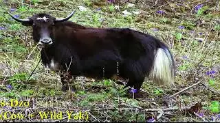 17 Rare Hybrid Animals Which Exist Today in this world