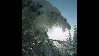 Свет Рождества