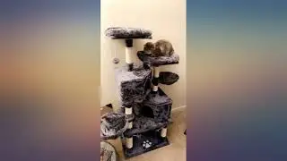 MELLCOM Cat Tree Cat Tower for Indoor Cats Clearance, 57