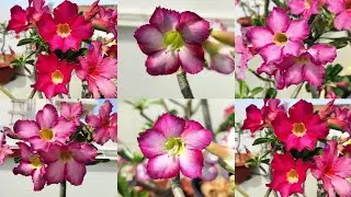 Three types of Purple Single petal adenium flowers😊@malarum_boomi #Seed grown#adeniumgarden