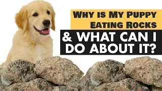 Why is My Puppy Eating Rocks  What Can I Do About It
