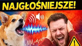 TOP 10 NAJGŁOŚNIEJSZYCH PSÓW 😳 Te rasy szczekają NON STOP