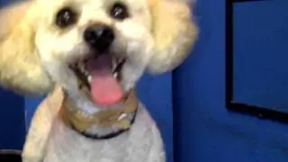 Pugnacious Pugapoo