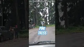 Lava pine trees