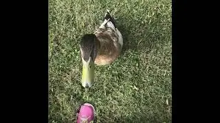 Wild Duck Attack