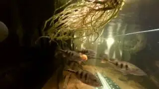 Мое население. Цихлы. Скат. Моторо. Северумы. Арована