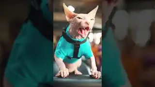 Gym Rat Cat Edition #cat #meme #funny