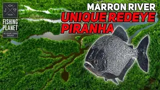 Unique Redeye Piranha Marron River - Fishing Planet