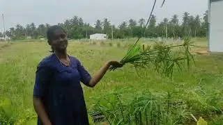 தோட்டத்தில் வைத்த செடிகள் எப்படி அழகா வளர்ந்து இருக்காங்கனு பாருங்க #shorts #trending #garden 🌱🏡