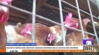 Looking to boost income? Small-scale farmers advised to invest in chicken & fish farming.