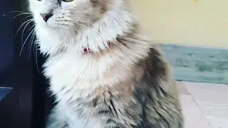 Lovely Cat ❤️