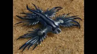 Голожаберный моллюск   Glaucus atlanticus.   ( Konkin I.)