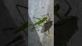 Dancing Katydid #aishorts #aiexperiment #insects