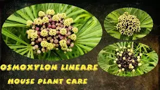 Osmoxylon lineare (кустарник Миагос) &ndash; уход за листвой и культура растений