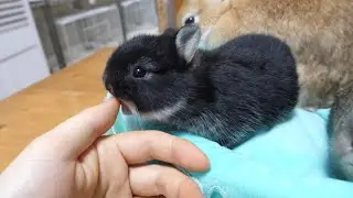 おやつの匂いがついた指をおいしそうに食べる赤ちゃんうさぎ【ネザーランドドワーフ】