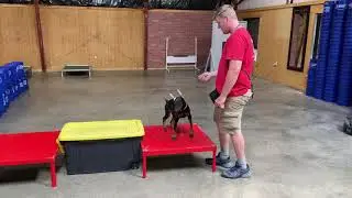 Super Doberman 17 Wks Training @ Protection Dog Sales 