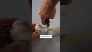 🧄 3 Tips for Curing and Storing your Garlic! #howtogrowgarlic #growinggarlic #gardeningtips