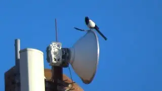 Magpie Feather Flag