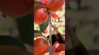 panen buah silver berry sangat memuaskan #shorts