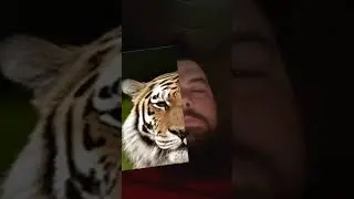 Hilarious animal face swap!#animalfaces #funnyanimals #facefilter #comedy