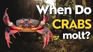 When Do Crabs Molt? Understanding the Molting Process in Crustaceans