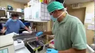 Stem Cell Therapy For Pets