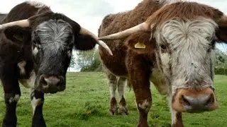 Gentle giants.
