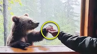 For 7 Days, He Fed a Wounded Bear&mdash;Then Something Unbelievable Happened