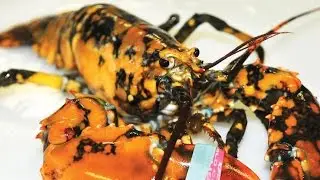 Man Finds A Rare Calico Lobster In New Hampshire