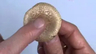 les macrolepiota