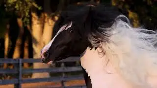 SGV Maybe My Valentine - Gypsy Vanner gelding - Florida