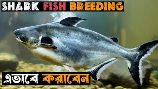 Shark fish Breeding খুব সহজে বাড়িতে করা সম্ভব ।। কোনো রকম সমস্যা ছাড়াই ব্রিডিং করানো যায়।।