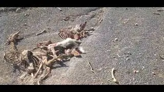 Roadkill Deer Graveyard