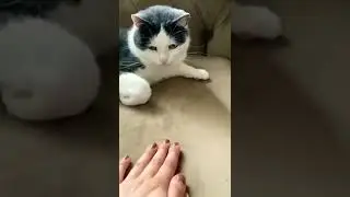 #cat#status#viral#shorts#video#funny#tiktok#ytshorts#india#trending#kids#cats#short#whatsappstatus#A