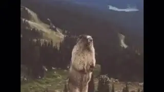 😂Screaming gopher lmao😅