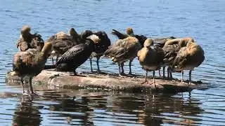 Plumed Whistling-Duck & Little Black Cormorant 3
