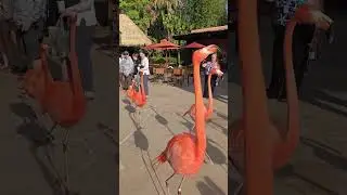 A Flamboyant Parade of Flamingo&rsquo;s Talking a Walk&hellip; 🤩 #birds #nature #flamingo